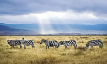 4 Days Serengeti & Ngorongoro Wildlife Safari Adventure