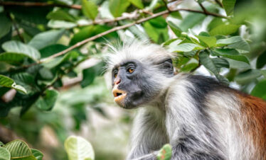 Day Trip to Jozani Forest Reserve – Zanzibar