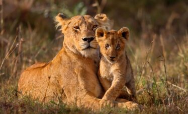 5 Days Tanzania Wildlife Safari Adventure