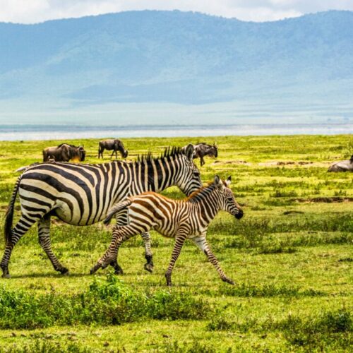 3 Days Serengeti & Ngorongoro Wildlife Safari Adventure
