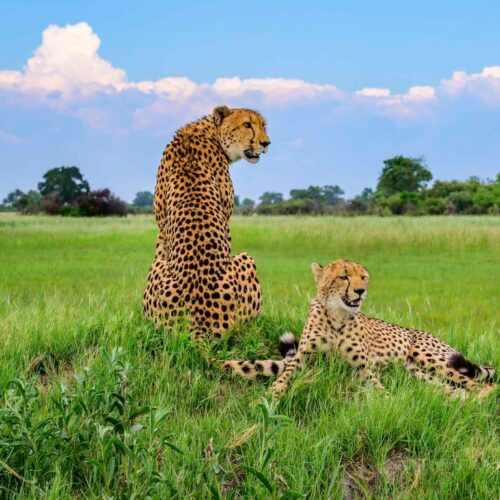 3 Days Tanzania Wildlife Safari Experience